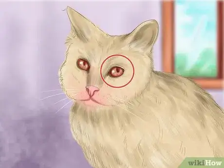 Image titled Diagnose Feline Cataracts Step 9