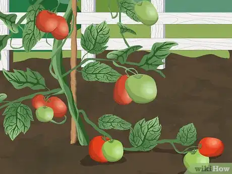 Image titled Tie up Tomatoes Step 1