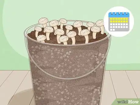 Image titled Grow Organic Mushrooms Step 21