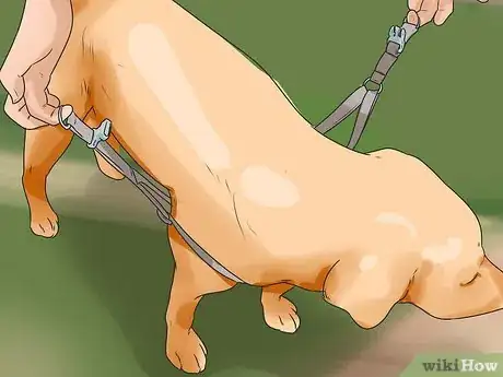 Image titled Put on a Puppy Harness Step 5