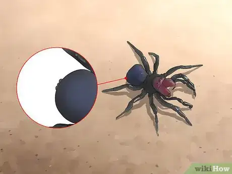 Image titled Identify a Mouse Spider Step 5