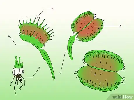 Image titled Care for Venus Fly Traps Step 1