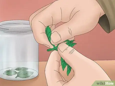 Image titled Grow Lemon Balm Step 12