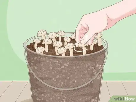 Image titled Grow Organic Mushrooms Step 22