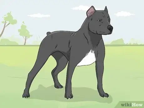 Image titled Identify a Pitbull Step 12