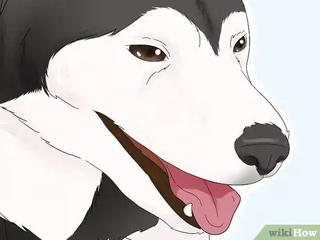 Image titled Identify an Alaskan Malamute Step 5