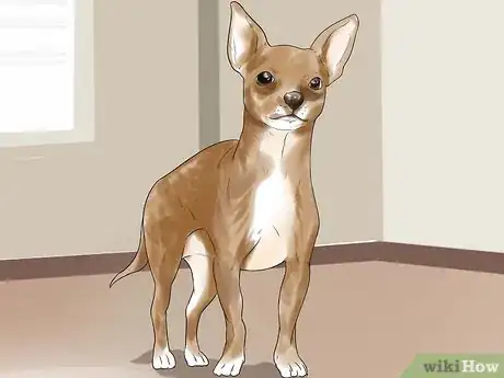 Image titled Breed Chihuahuas Step 3