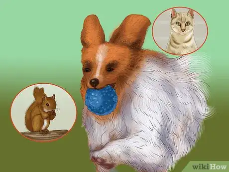 Image titled Identify a Papillon Step 9