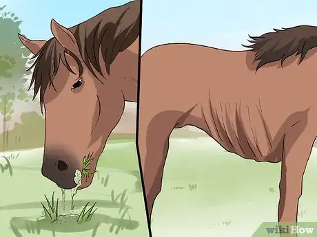 Image titled Recognize and Treat Colic in Horses Step 4