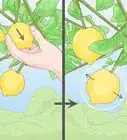 Prune a Lemon Tree