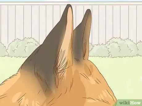 Image titled Identify a German Shepherd Step 5