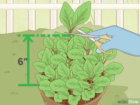 Image titled Care for a Basil Plant Step 15