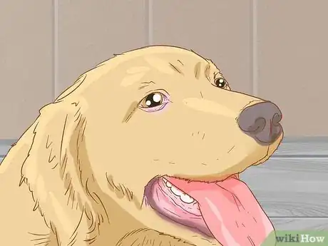 Image titled Help Your Dog Through a Stroke Step 18