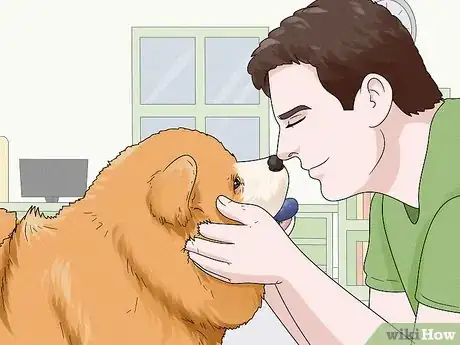 Image titled Identify a Chow Chow Step 14