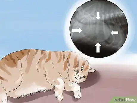 Image titled Help Your Cat Breathe Easier Step 18