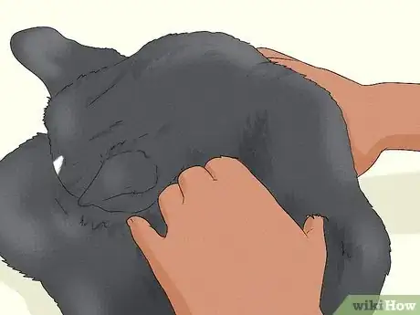 Image titled Give Your Cat a Massage Step 17