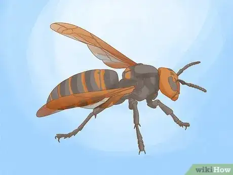 Image titled Get Rid of a Wasp's Nest Step 14