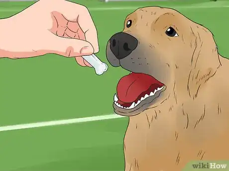 Image titled Train Your Dog to Not Run Away Step 15