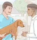 Hold a Dachshund Properly