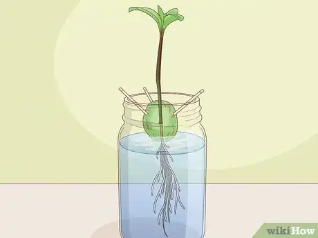 Image titled Plant Avocado Seed in Soil Step 7