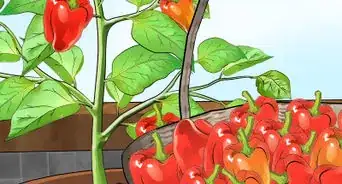 Grow Bell Peppers Indoors