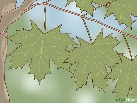 Image titled Identify Sugar Maple Trees Step 4