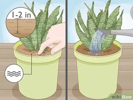 Image titled Why Does Your Plant Soil Have Mold Step 6