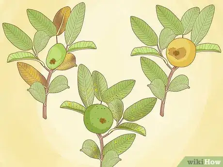 Image titled Plant Guava Trees Step 13