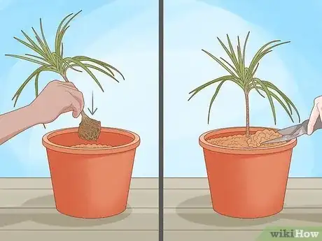 Image titled Grow Dracaena Marginata Step 4