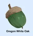 Identify Oaks by the Acorns