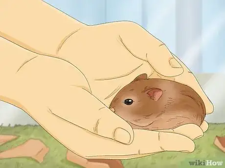 Image titled Tame Your Gerbils Step 10