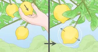 Prune a Lemon Tree