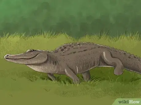 Image titled Tell the Difference Between a Crocodile and an Alligator Step 10