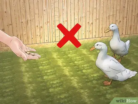 Image titled Keep Ducks Out of a Pool Step 1