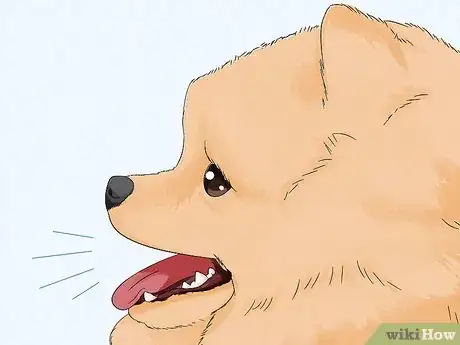 Image titled Identify a Pomeranian Step 14