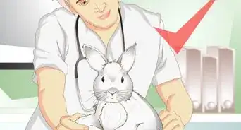 Care for a Rabbit with GI Stasis