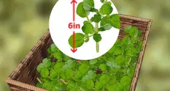 Grow Watercress