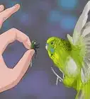 Teach a Budgie to Catch Flies