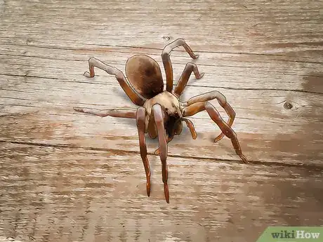 Image titled Identify a Garden Spider Step 14