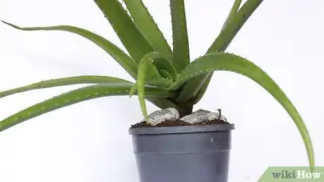 Image titled Plant Aloe Vera Step 11