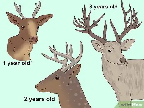 Image titled Age a Deer Step 6