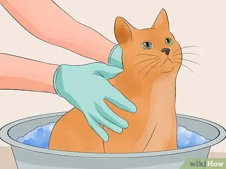 Image titled Make Your Cat's Fur Soft and Shiny Step 11