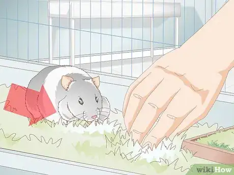 Image titled Treat Cheek Abscesses in Hamsters Step 8