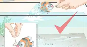 Train Your Fish to Do Tricks