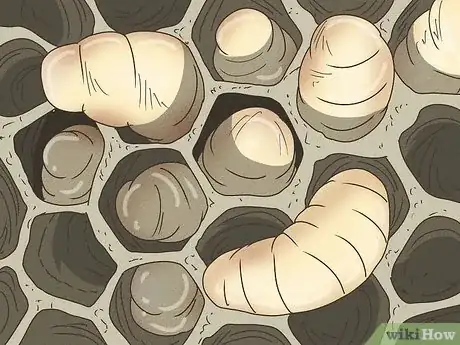 Image titled How Long Do Wasps Live Step 11