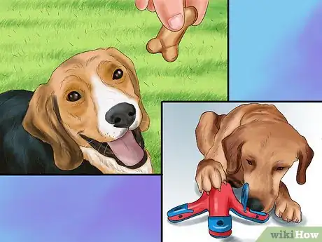 Image titled Encourage Your Senior Dog to Play Step 1