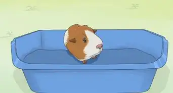 Train Your Guinea Pig