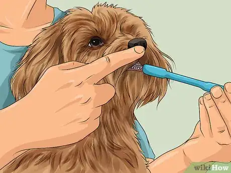 Image titled Groom Your Yorkie Poo Step 10