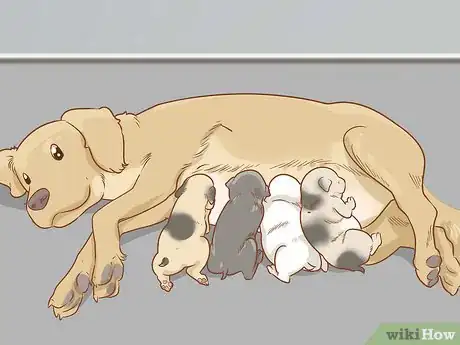 Image titled Care for a Dog Before, During, and After Pregnancy Step 14