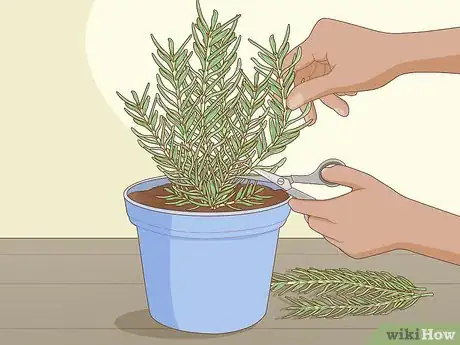 Image titled Grow Rosemary Step 1